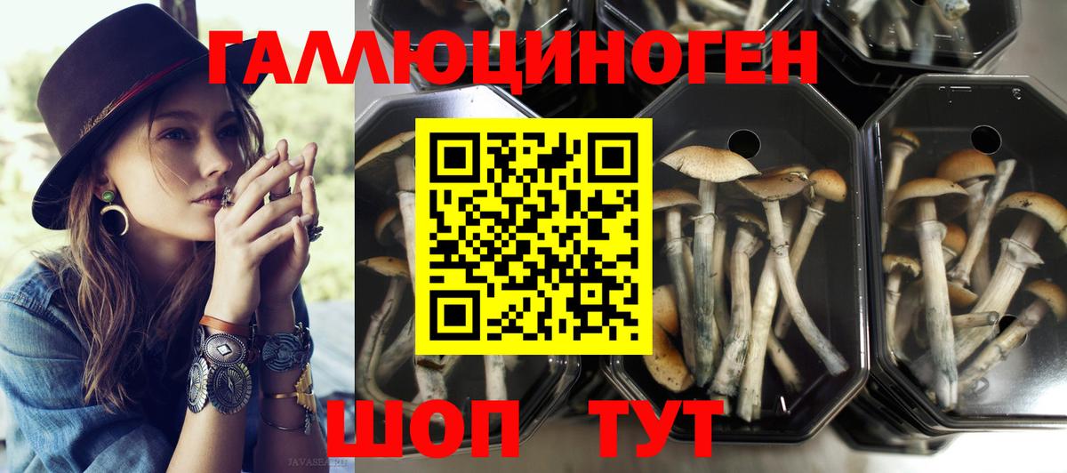 купить наркотики сайты  Галлюциногенные грибы GOLDEN TEACHER  Вход с VPN  Миллерово 